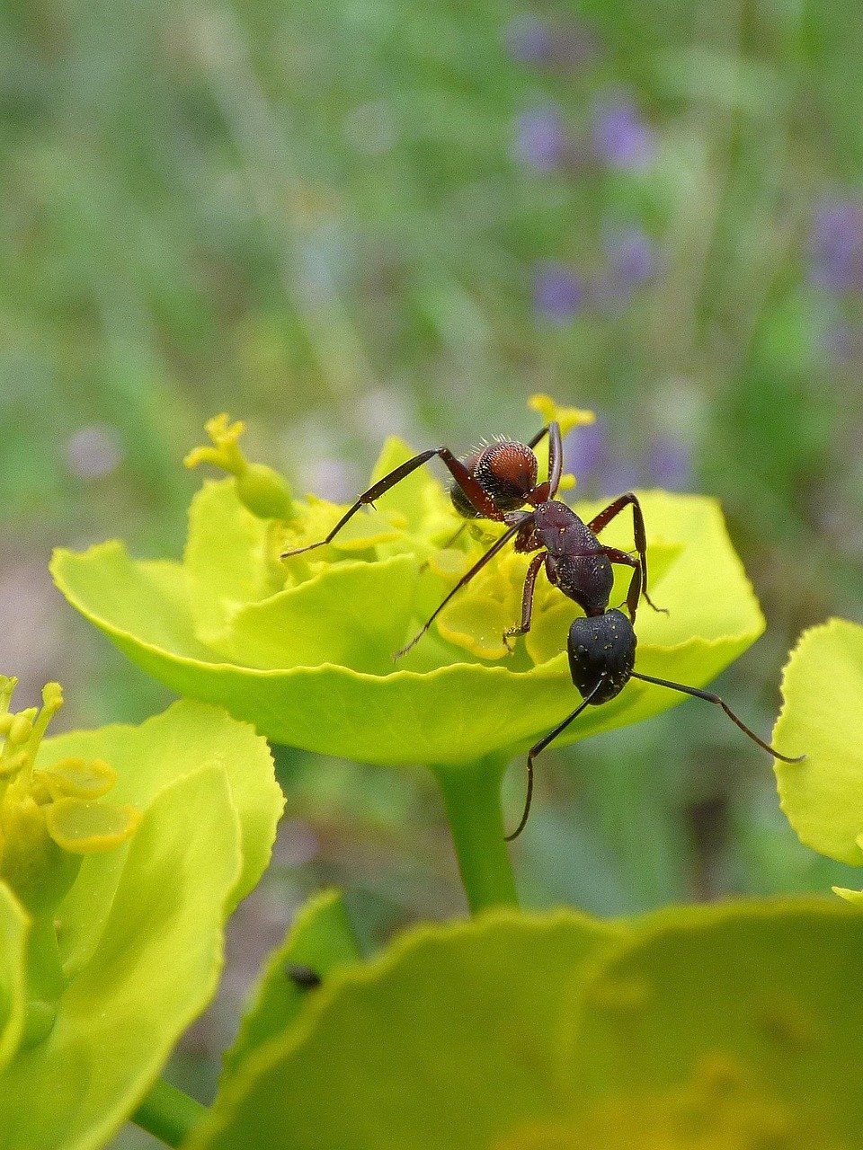 fourmis arras