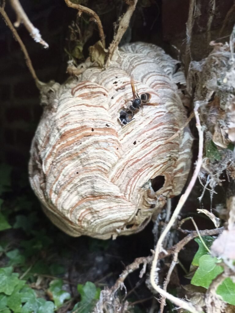 nid guepes, frelons, destruction nid de guepes, frelons, arras, cambrai, bapaume