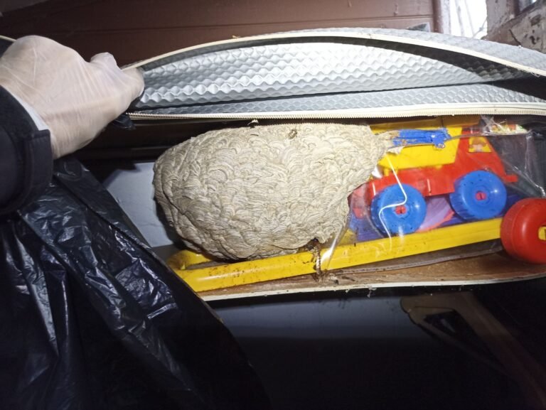 Prix destruction nid de frelons 2026 : tarifs réels d'un professionnel