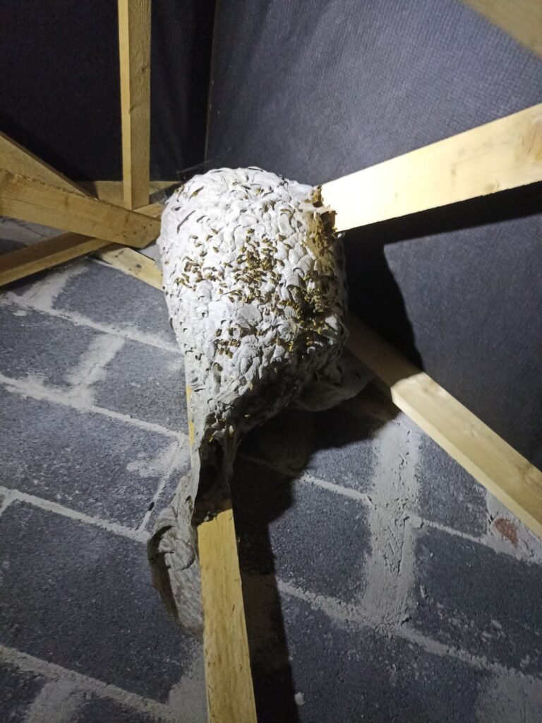 nid-guepes-arras, cambrai, bapaume