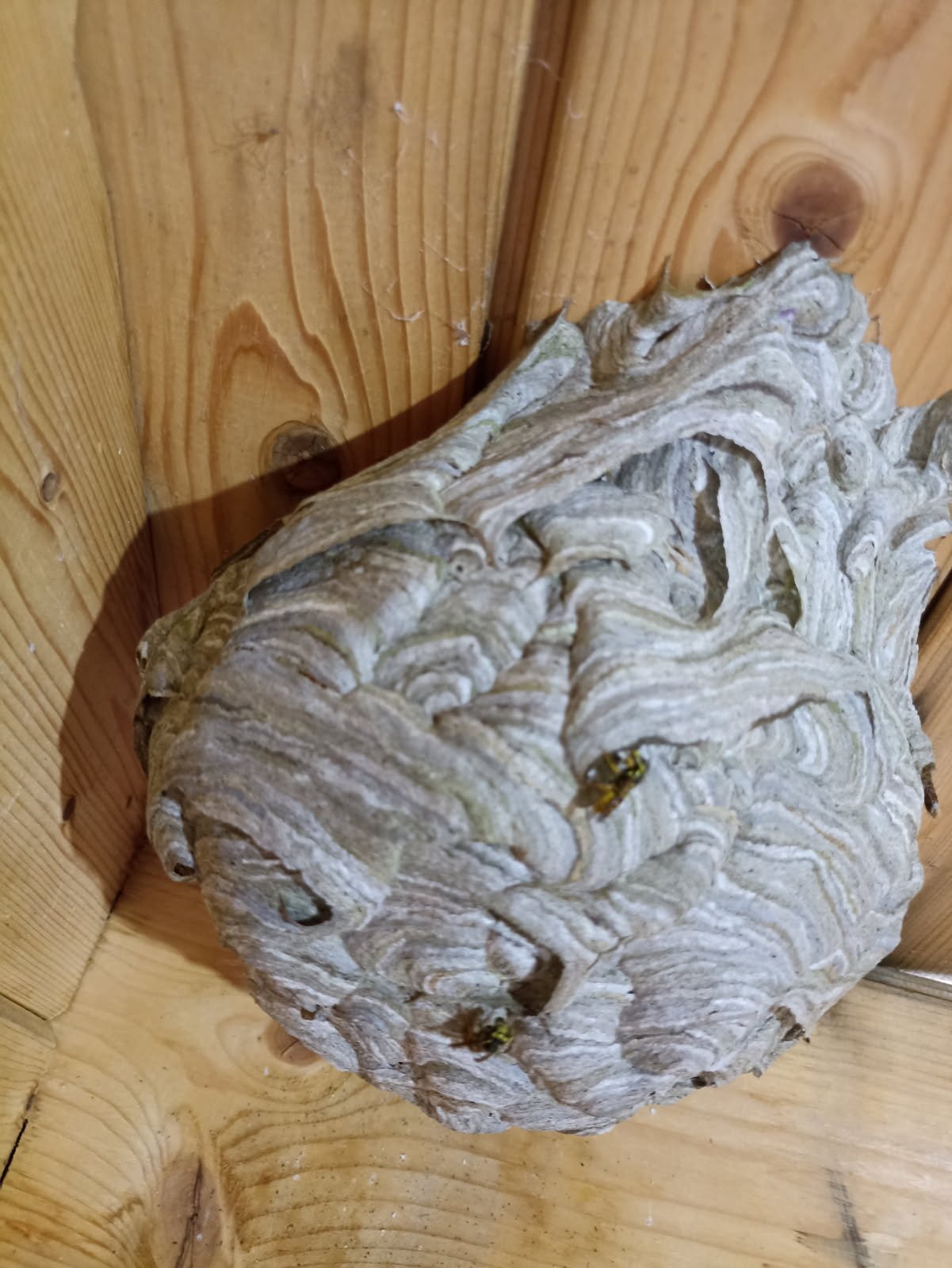 Nid de frelons sous toiture à Achicourt