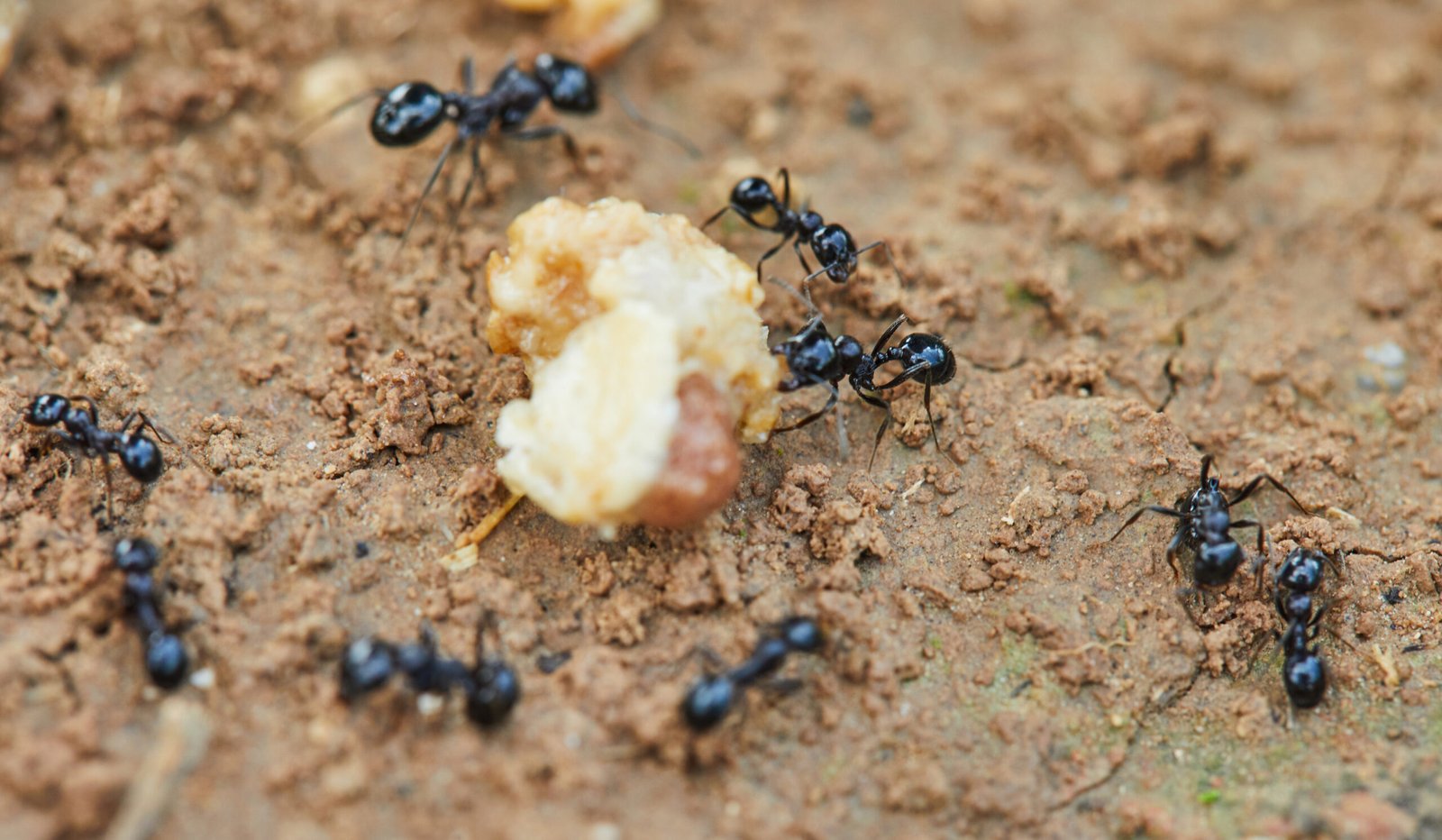 Intervention traitement fourmis à Neuville-Saint-Vaast
