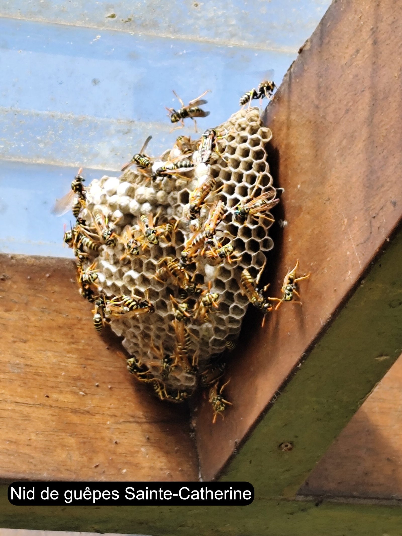 Nid de guêpes polistes à Sainte-Catherine (Arras)