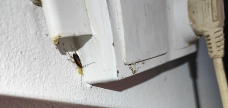 cafards-restaurant-arras