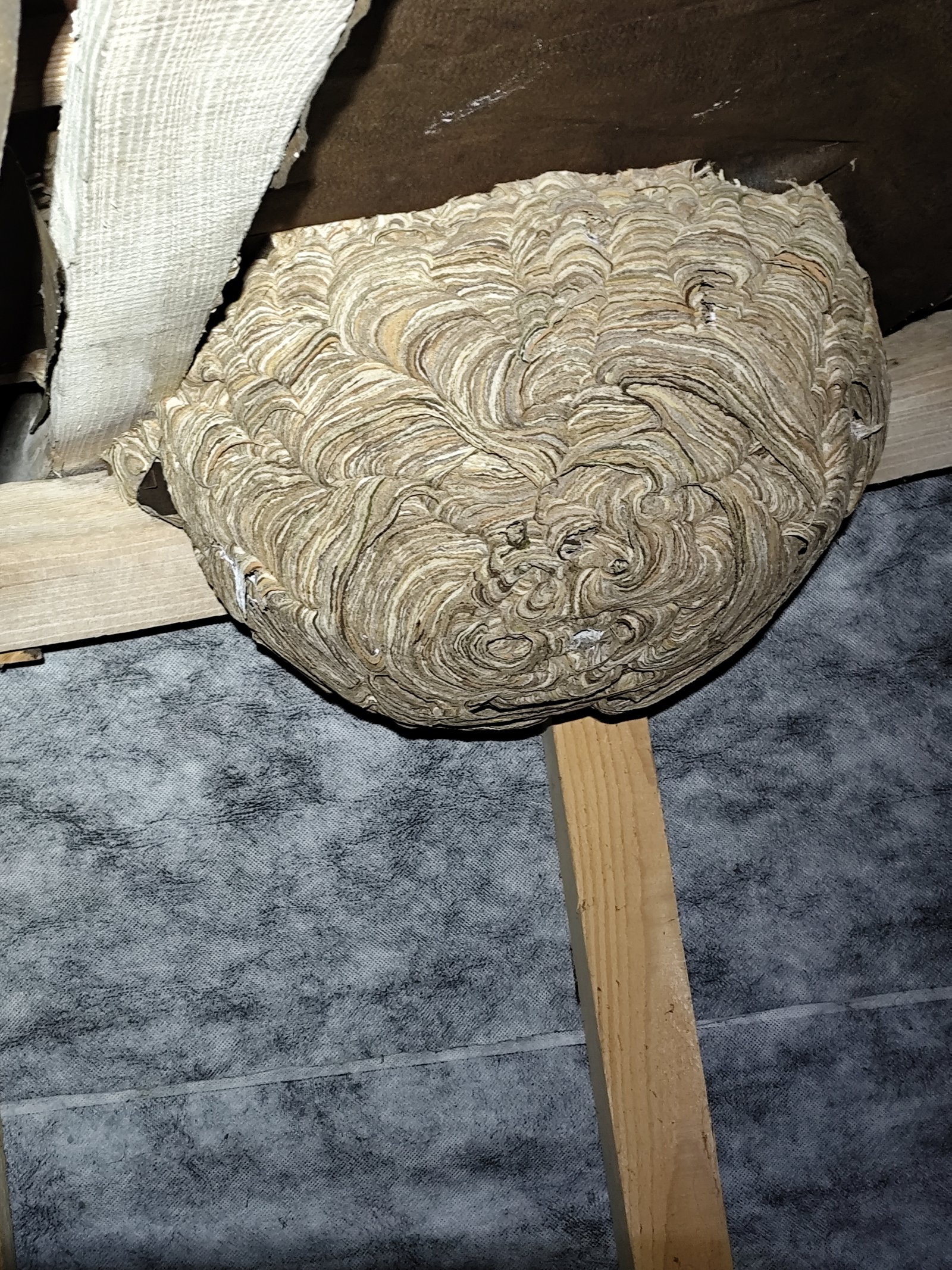 Destruction de nid de frelons par un technicien Inex Nuisibles