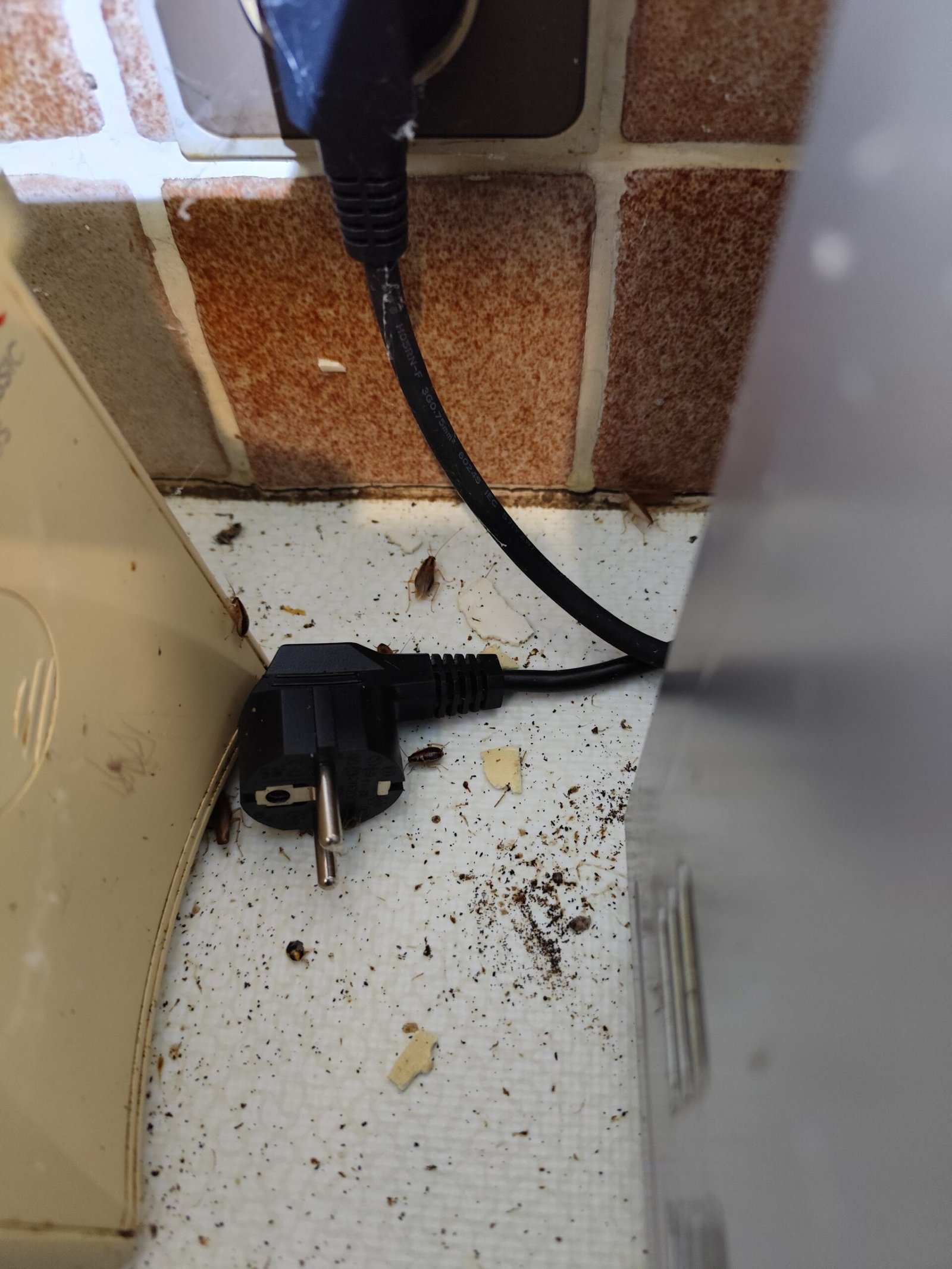 Cafards sur plan de travail, cuisine Cafards sur plan de travail en cuisine