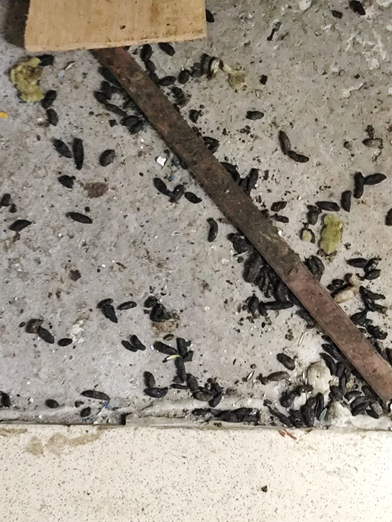 Dératiseur professionnel intervenant sur une infestation de rongeurs à Arras