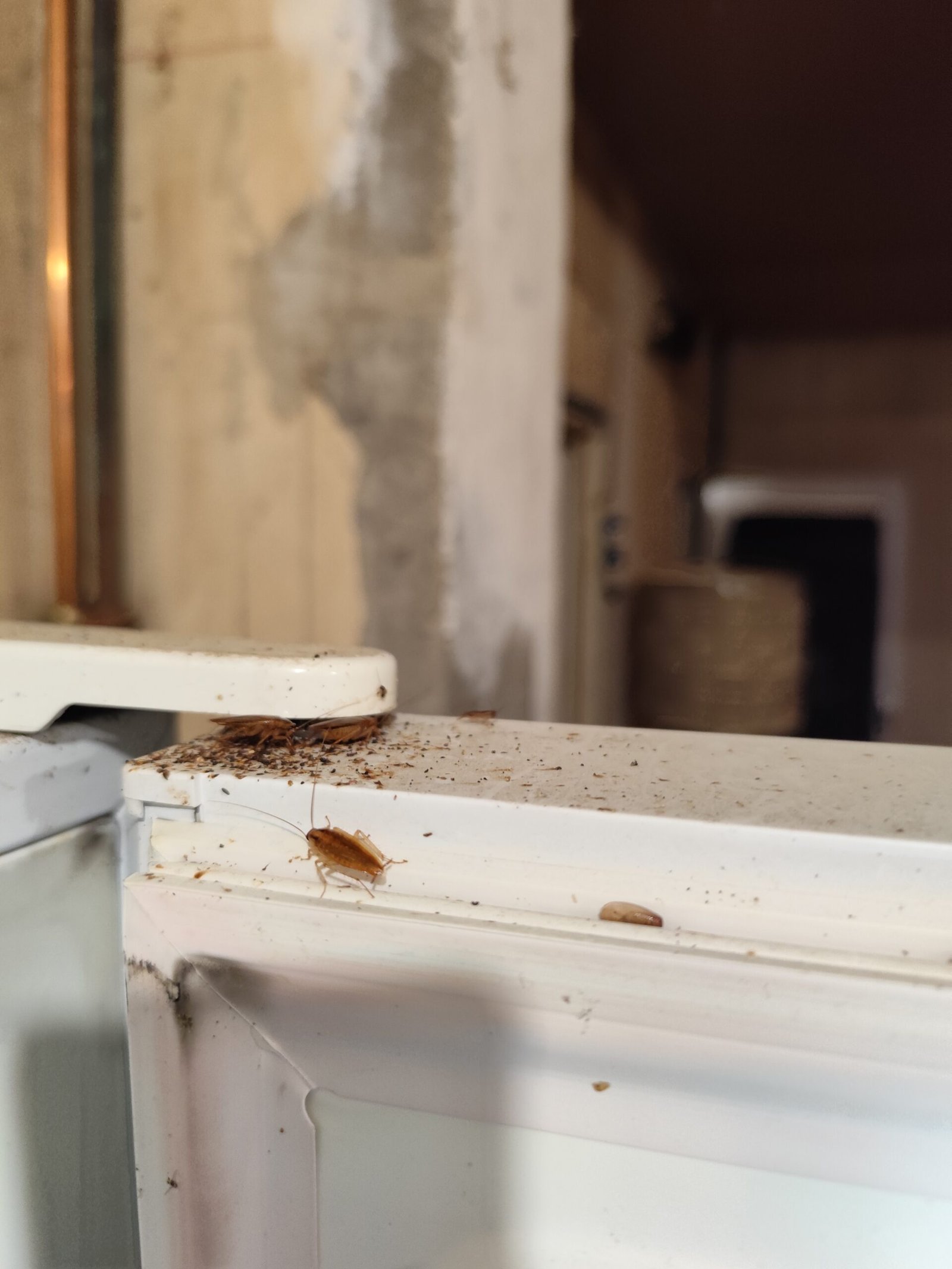 Cafard sur frigo – intervention Arras Cafard sur un réfrigérateur