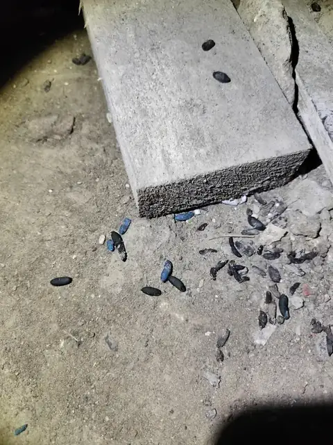 Crottes de rats au sol dans une cave