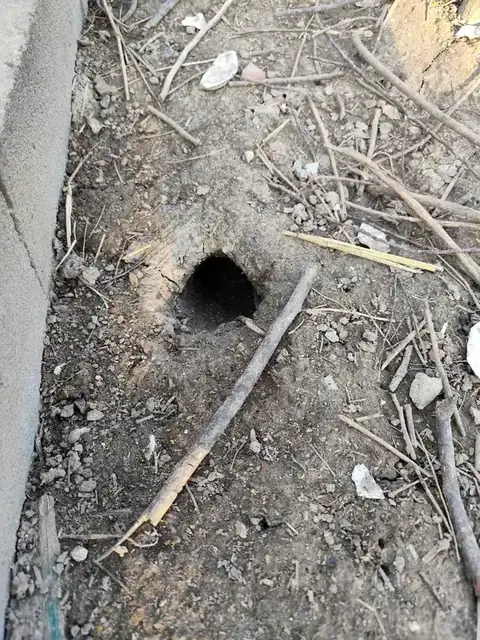 Entrée de galerie de rats dans le sol d’un poulailler