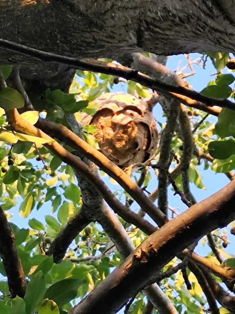 Nid de frelons asiatiques dans un arbre à Arras, septembre 2026