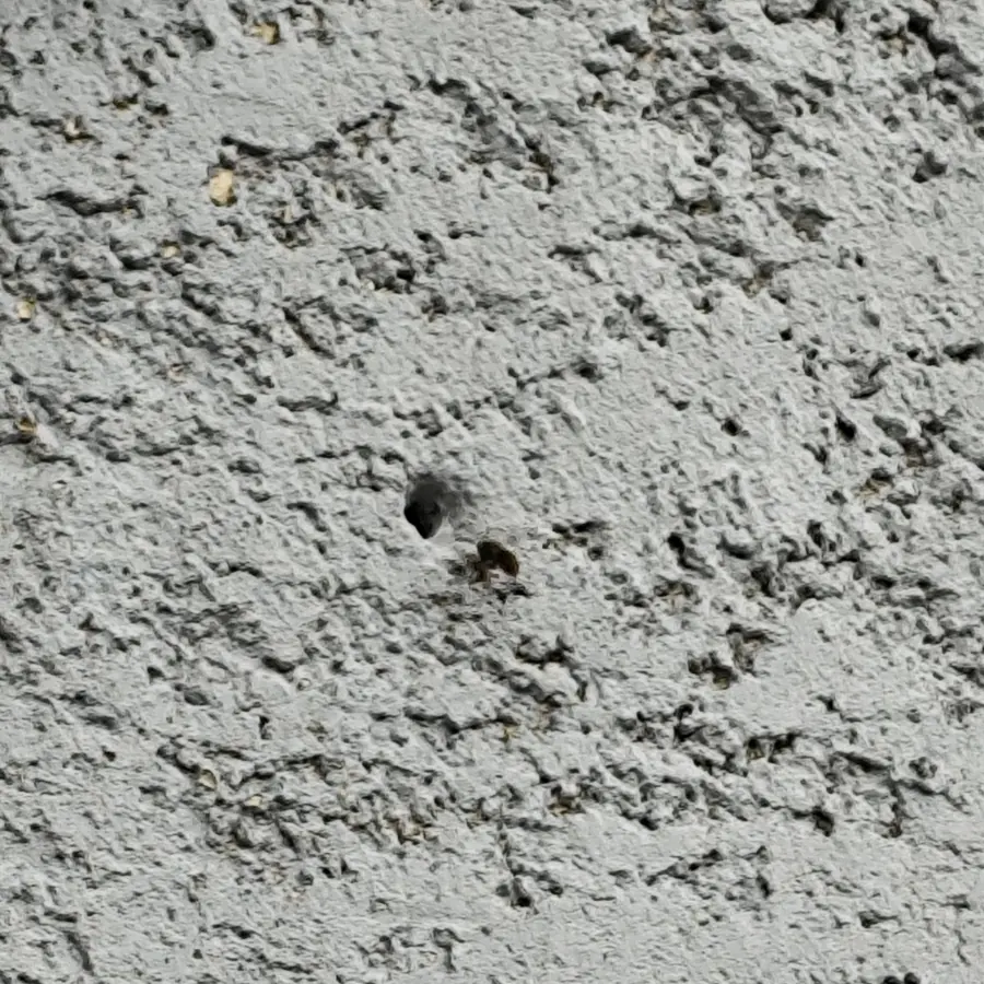 Entrée d'un nid de guêpes dans un mur à Saint-Laurent-Blangy