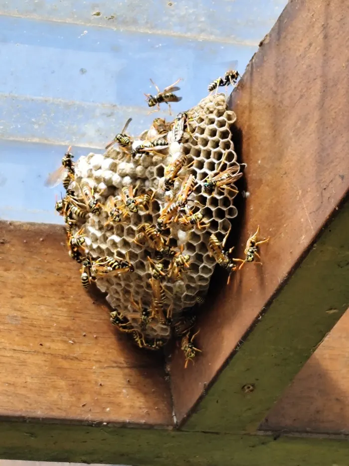 Nid de guêpes sous une véranda à Sainte-Catherine