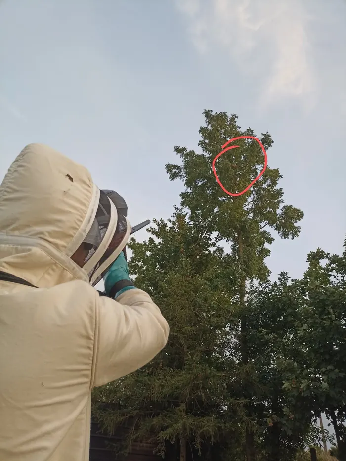 Traitement d'un nid de frelons asiatiques en haut d'un arbre au lanceur de billes