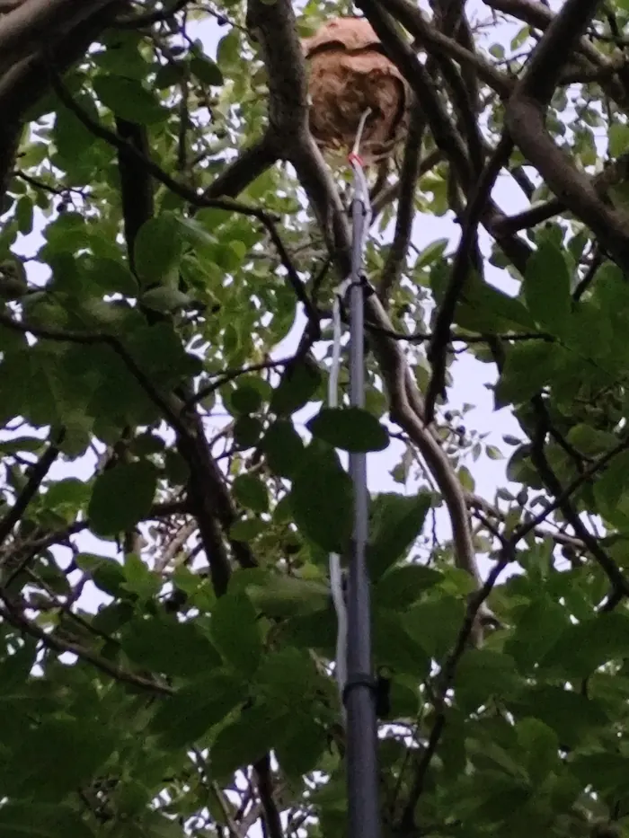 Traitement à la perche d'un nid de frelons asiatiques dans un arbre à Arras